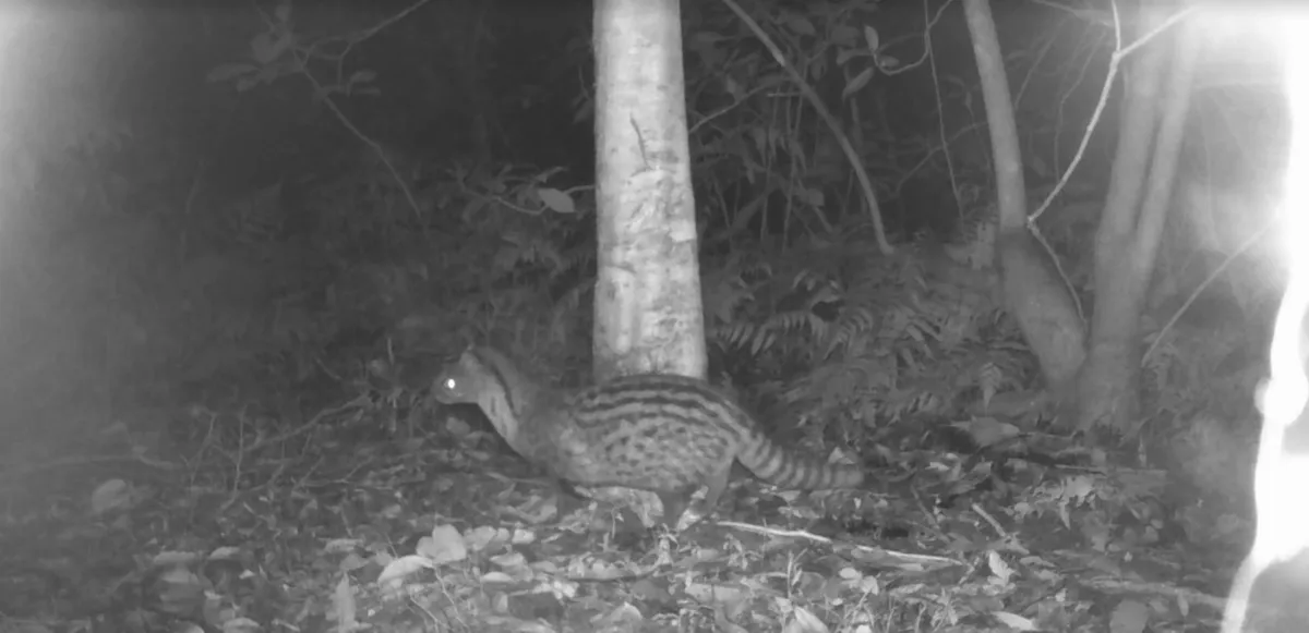 保育類野生動物現蹤 佛大展現永續校園良好生態